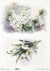 wiosenne kwiaty, przebiśniegi, zawilce białe*spring flowers, snowdrops, white anemones*Frühlingsblumen, Schneeglöckchen, weiße Anemonen*flores de primavera, campanillas de invierno, anémonas blancas